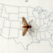 Climate Change Is Redrawing the Map for the Humble Drain Fly