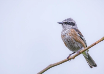 Dawn Songs Reveal Which Bird Populations Will Survive the Next Two Decades