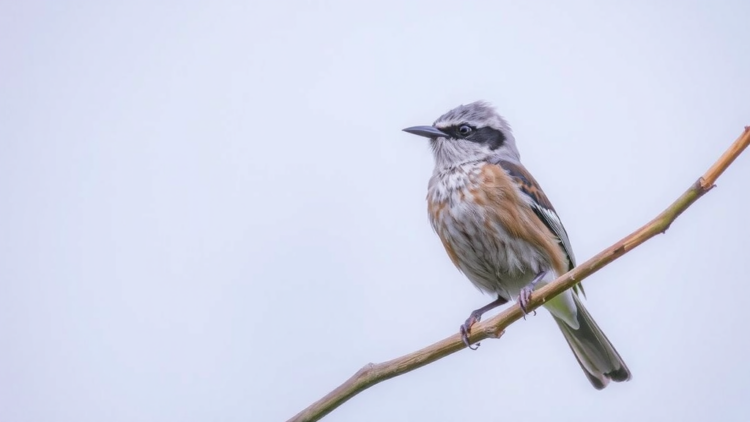 Dawn Songs Reveal Which Bird Populations Will Survive the Next Two Decades