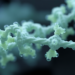 Engineered Enzymes Forge Antibiotic Scaffolds from Simple Alkenes
