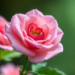 Rose-Powered Nanoparticles Strike Cancer Cells and Superbugs in One Green Recipe