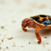 Hidden Bacteria in Tortoise Ticks: First Molecular Trace of Spiroplasma in Central Anatolia