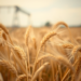 Fulvic Acid Sprays Shield Wheat From Glyphosate Drift Damage