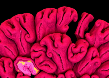 New AI Study Reveals What Actually Matters When Mapping Tissue Architecture