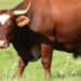 Glycolysis Gene PGAM2 Emerges as Key Driver of Bull Fertility and Testis Size