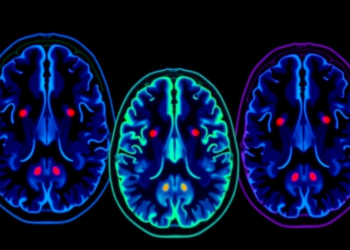 Blood-Brain Barrier Leaks Distort Brain Tumor PET Scans, Mouse Study Reveals
