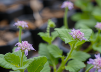 CRISPR Beyond the Lab: Why Genome-Edited Plants Need a Sustainable Innovation System