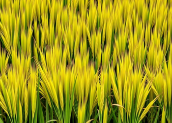Ancient Aus Rice Lineages Hold the Key to Stable Yields in Drought-Hit Rainfed Fields