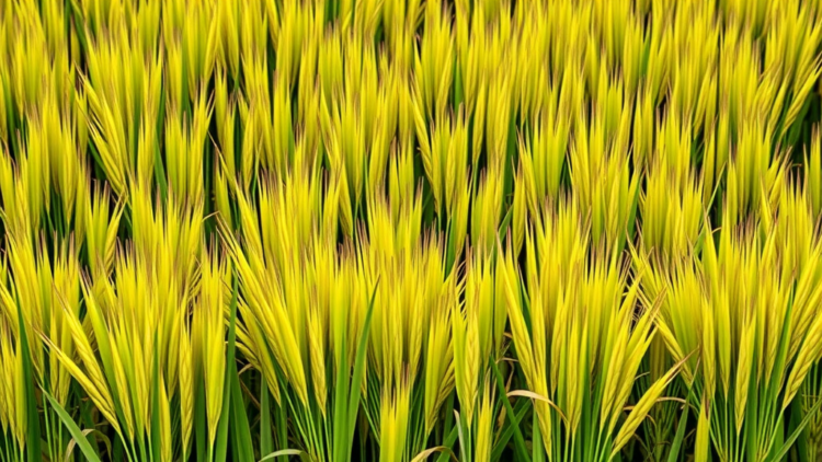 Ancient Aus Rice Lineages Hold the Key to Stable Yields in Drought-Hit Rainfed Fields