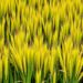 Ancient Aus Rice Lineages Hold the Key to Stable Yields in Drought-Hit Rainfed Fields