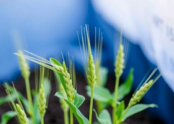 Plant Triterpenoid Lupeol Shields Wheat Seedlings from Cadmium Toxicity by Boosting Antioxidant Defenses