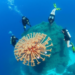 Volunteer Divers Build First Open Baseline for Panama’s Isla Solarte Reefs