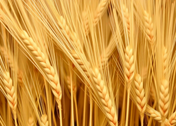 Ancient Chinese Wheat Yields a Genetic Key to More Grain Per Plant