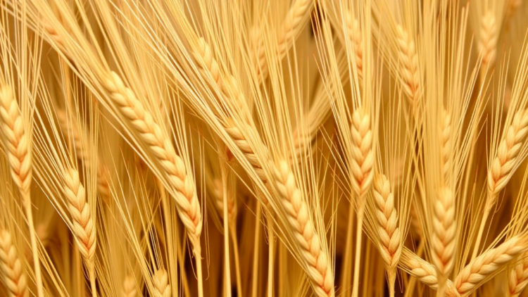 Ancient Chinese Wheat Yields a Genetic Key to More Grain Per Plant