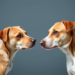 Young Dogs With Splenic Cancer Live Far Longer on Chemotherapy, Landmark Trial Reveals