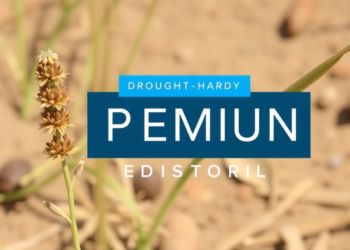 Drought-Hardy Cumin Ecotype Keeps Its Yield and Essential Oil When Water Runs Out