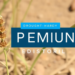 Drought-Hardy Cumin Ecotype Keeps Its Yield and Essential Oil When Water Runs Out