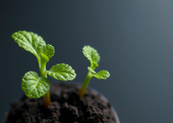 One Phosphate Switch Decides How a Plant Splicing Factor Fights Salt Stress
