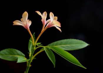 Plant Compound Syringaresinol Fires Up Muscle Hormone Irisin to Fight Weight Gain