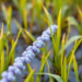 Tiny RNA and a protein recycling system help rice survive drought by tuning ROS levels