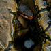 Free Python Apps Pull Hidden Groundwater Science Into the Open