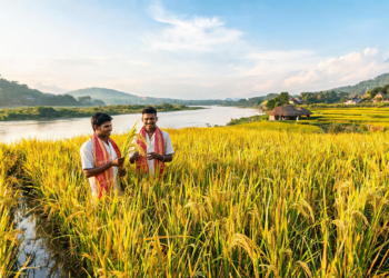 New Rice Varieties Show Stable, High Yields Across Assam’s Flood-Prone Landscapes