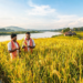 New Rice Varieties Show Stable, High Yields Across Assam’s Flood-Prone Landscapes
