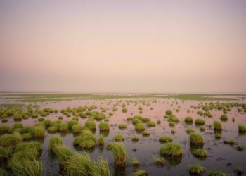 Salt Marsh Microbes Hold Steady Through Day-Night Swings, Venice Lagoon Study Finds