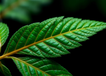 Perilla Leaf Extract Extends Lifespan and Cuts Fat in Worms by Rewiring Insulin Signaling