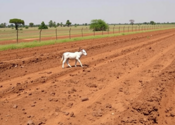 Fencing Off Livestock Lets Degraded Ethiopian Soils Recover Within Seven Years