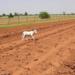 Fencing Off Livestock Lets Degraded Ethiopian Soils Recover Within Seven Years