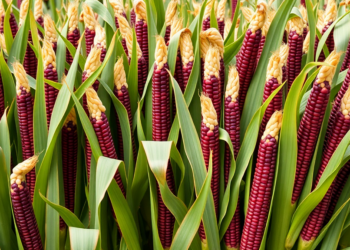 Compact Maize Lines for High-Density Farming Pinpointed by Combined Statistical and Genetic Screening