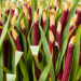 Compact Maize Lines for High-Density Farming Pinpointed by Combined Statistical and Genetic Screening