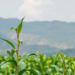 Scientists Map the Genes That Could Finally Make Soybean Thrive in Rwanda’s Highlands