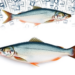 Amino Acids Emerge as Powerful Stress Shields for Farmed Fish