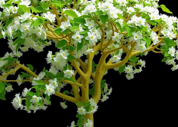 Hybrid Grafting Unlocks the Photosynthetic Secret Behind Supertree Growth in Catalpa