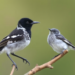 Cuckoo Genes Reveal Host Habits Alone Cannot Divide a Wandering Species