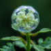 How a Plant Hormone Switches On Immunity: New Clues From Salicylic Acid Receptors
