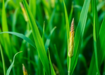 CRISPR Activation Screen Uncovers Rice Gene That Shields Plants From Fungal Attack