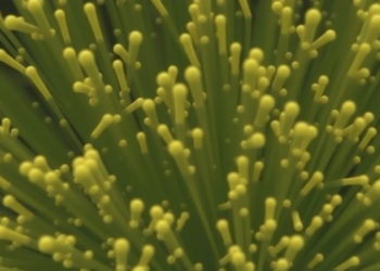 Five-Year Study Uncovers Hidden Rhythms in Lake Microbes