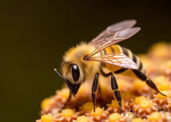 Bee Propolis Shows Potent Antifungal Power Against Drug-Resistant Candida