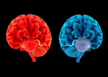 Deaf Brains Repurpose Sound Regions in Two Distinct Ways, Landmark Meta-Analysis Reveals