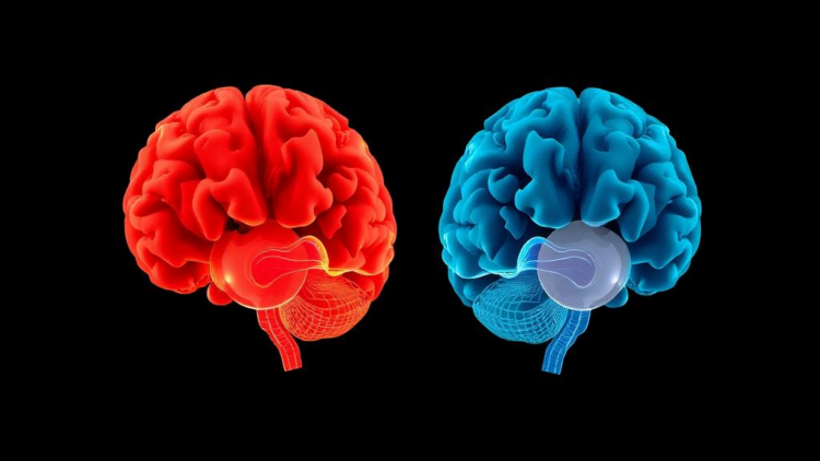 Deaf Brains Repurpose Sound Regions in Two Distinct Ways, Landmark Meta-Analysis Reveals