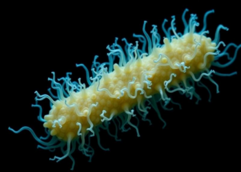 Single Regulatory Protein Supercharges Hydrogen Production in Deep-Sea Archaeon
