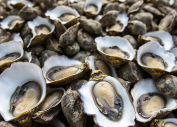 Oysters in Vietnam’s Coal Country Reveal Cadmium Risk and Hidden Pollution Sources