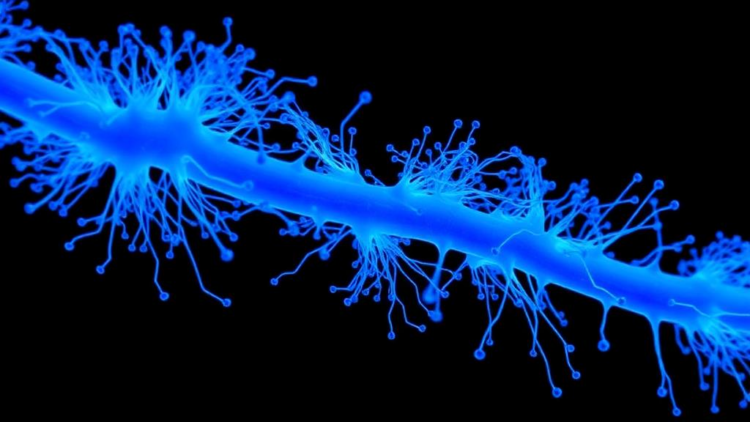 Blue Light Makes Cyanobacteria Stick Together, Study Finds