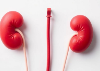 Hidden Kidney Overdrive After Severe Brain Injury Flags Patients at Risk of Dramatic Weight Loss