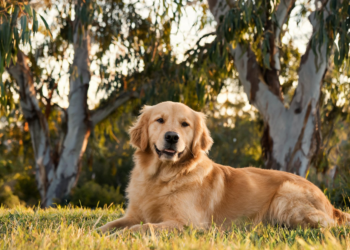 Largest Study of Its Kind Reveals How Australian Dogs Fare Against Lymphoma