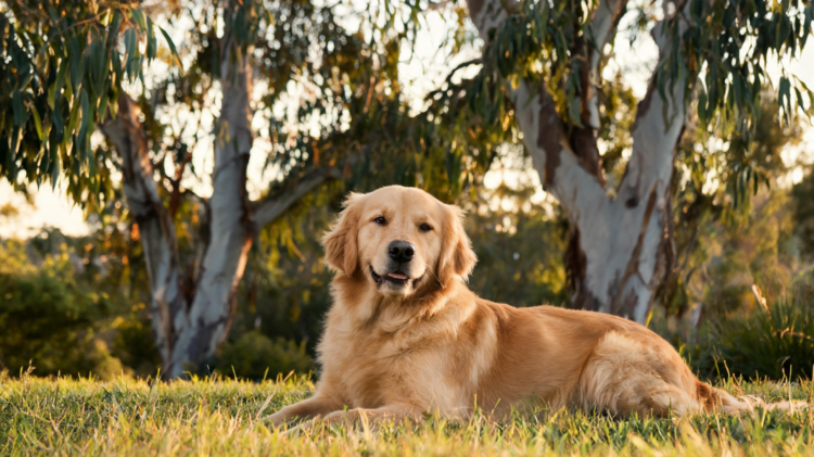 Largest Study of Its Kind Reveals How Australian Dogs Fare Against Lymphoma