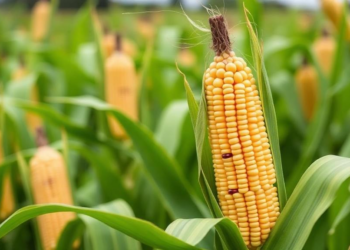 Electron Beam Mutagenesis Unlocks New Yield Potential in Field Corn